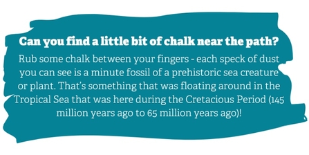 Can you find a little bit of chalk near the path?  Rub some chalk between your fingers – each speck of dust you can see is a minute fossil of a prehistoric sea creature or plant. That’s something that was floating around in the Tropical Sea that was here during the Cretacious Period (145 million years ago to 65 million years ago)!