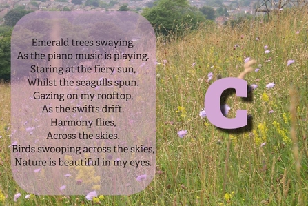 Poem reads: Emerald trees swaying,  As the piano music is playing. Staring at the fiery sun,  Whilst the seagulls spun. Gazing on my rooftop, As the swifts drift. Harmony flies, Across the skies. Birds swooping across the skies, Nature is beautiful in my eyes.