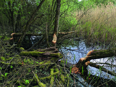 A few semi-mature willow trees display signs of chewing by beavers, some of which have fallen and are lying in shallow water