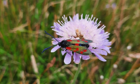 6 sport burnet at Trumpington