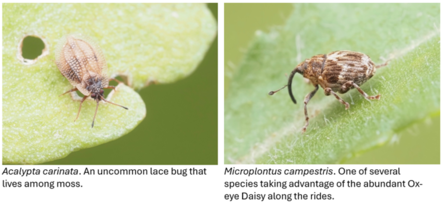invertebrates