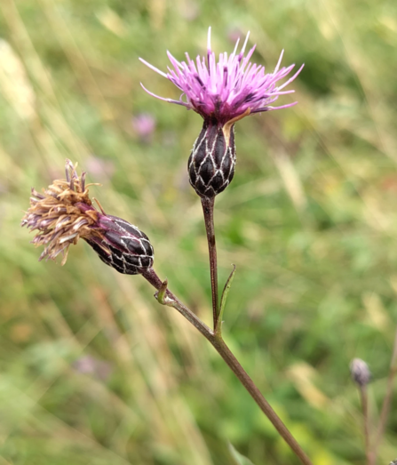 Saw-wort at Upwood Meadows by Lucy Wilson