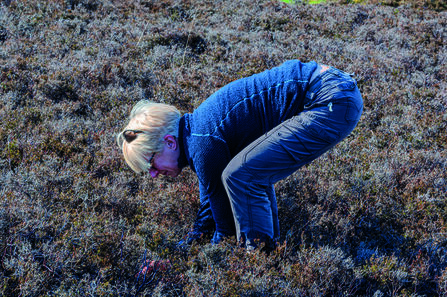 A woman bends down looking for plants, her hands up to her elbows in heather