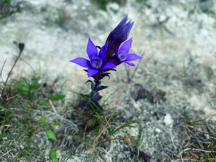 A purple low-growing flower, with spiked petals