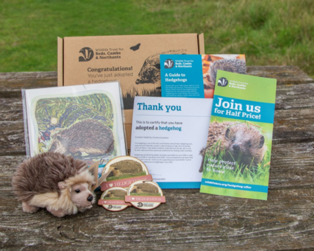 The adopt a hedgehog kit including a soft hedgehog toy, an illustration, badges and leaflets.