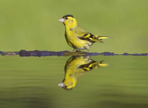 Siskin 