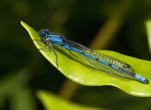 A common blue damselfly resting on a leaf. It's a long, slender black and blue insect