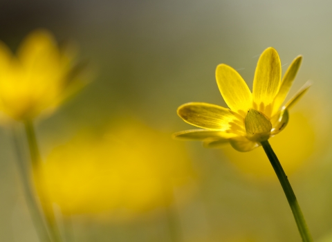 Lesser celandine