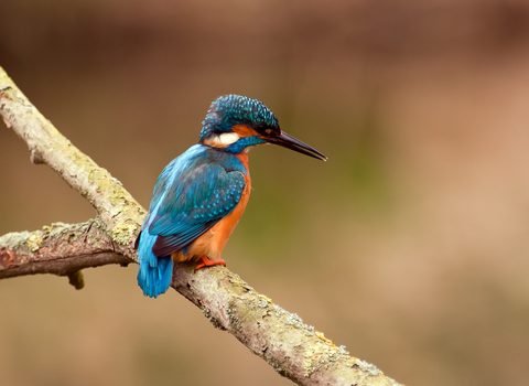 Kingfisher on a branch