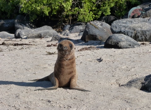 Galapogos Seal