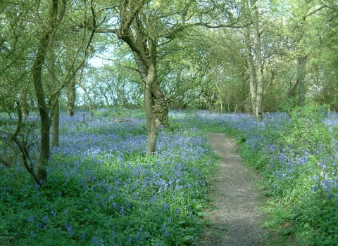 Brampton Wood