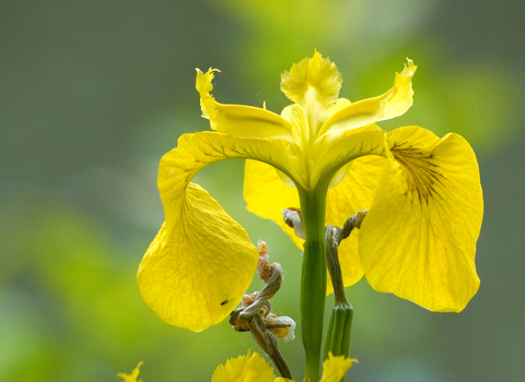 yellow iris