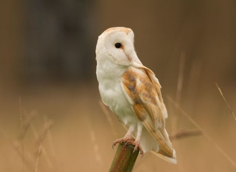 Barn owl - Russell Savory