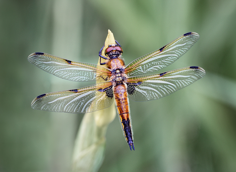 Four-spotted chaser perched on a bud