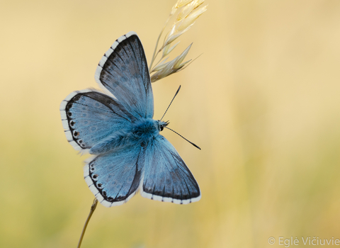Lysandra coridon - Chalkhill Blue by Eglė Vičiuvienė
