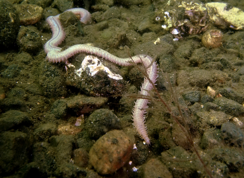 Ragworm