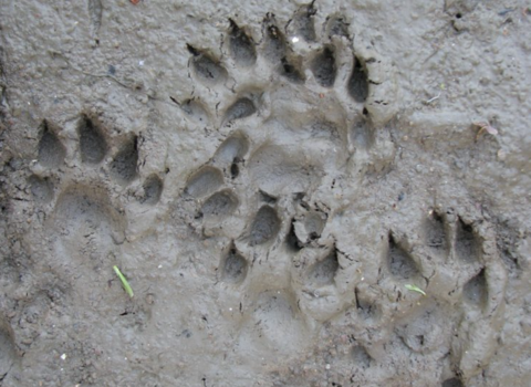 Otter tracks