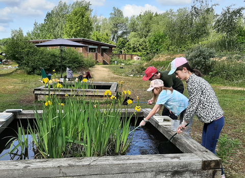 Young people pond dipping in raised ponds with yellow irises in flower in the ponds