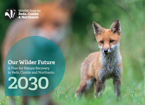 Our Wilder Future. A Plan for Nature Recovery in Beds, Cambs and Northants 2030. overlaid on an image of a young fox cub following behind its parent.