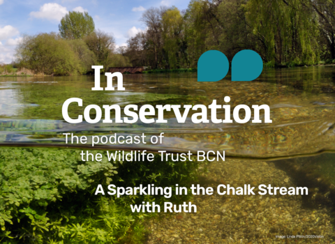 In Conservation, the podcast of the Wildlife Trust BCN. A Sparkling in the Chalk Stream with Ruth.