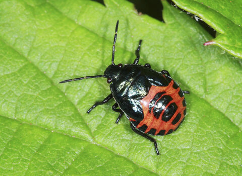 A final instar blue shieldbug nymph standing on a leaf. It's an oval-shaped bug with a mottled red abdomen with black markings, and a metallic blue lustre to the black head, pronotum and vestigial wings
