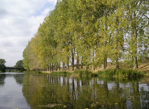 An image taken from the middle of the river nene, showing a tree-lined riverbank.