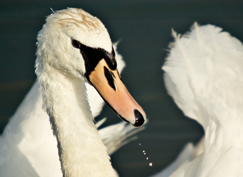 Mute swan with its wings arched